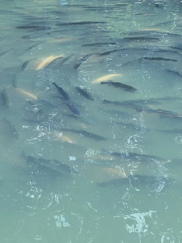 A school of fish in green water