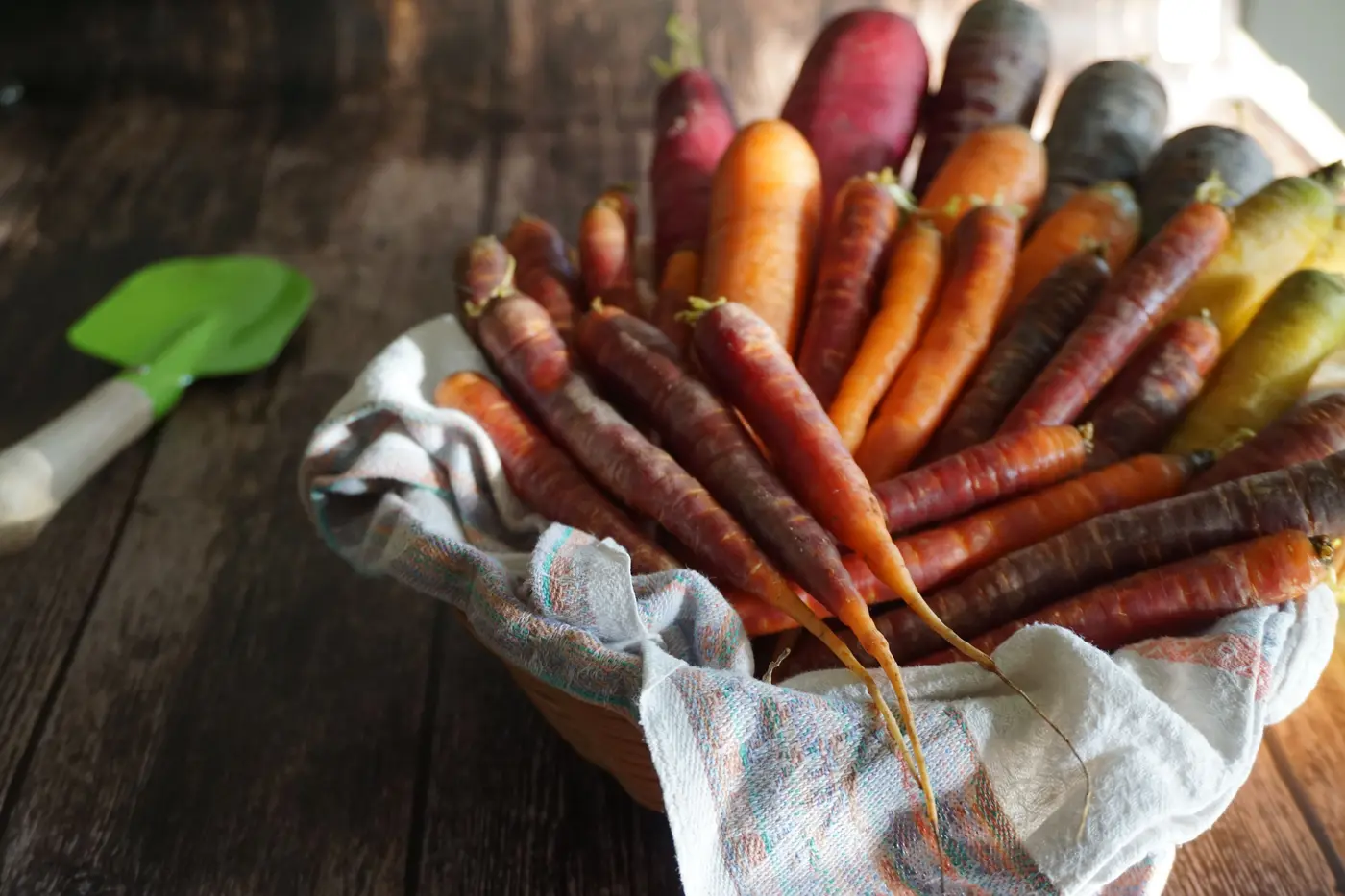 Freshly harvested rainbow carrots on a kitchen towel