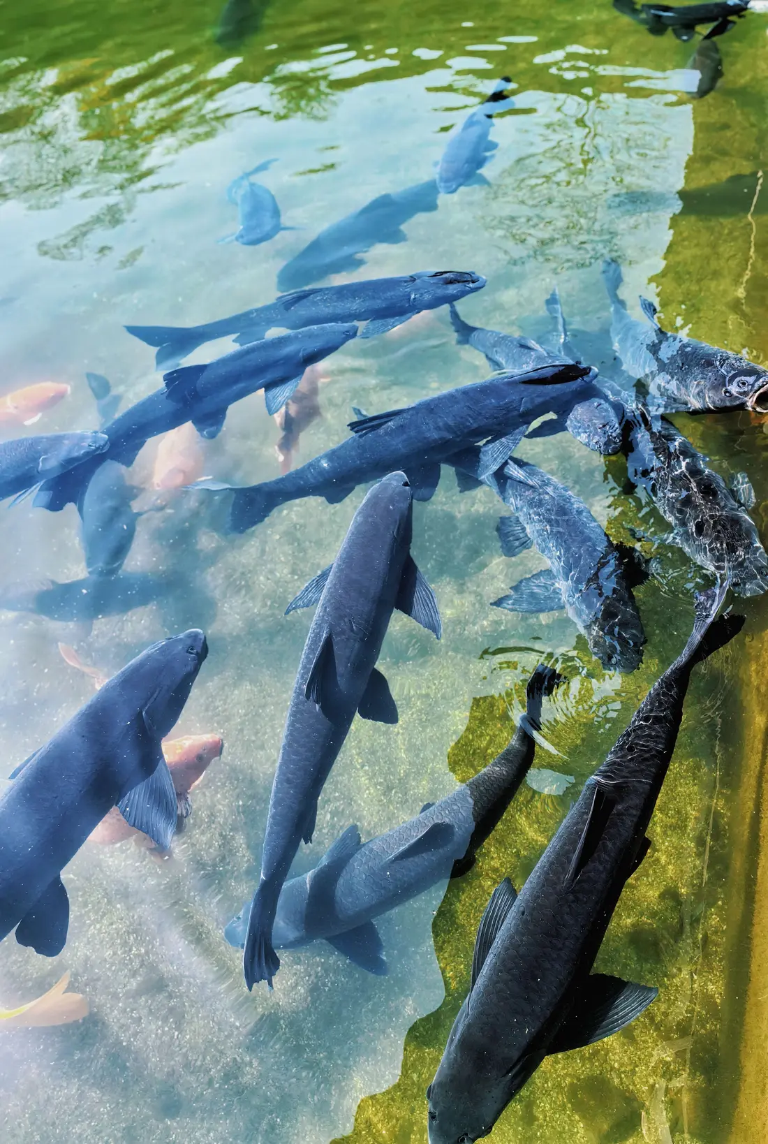 Fish swimming in clear, clean water
