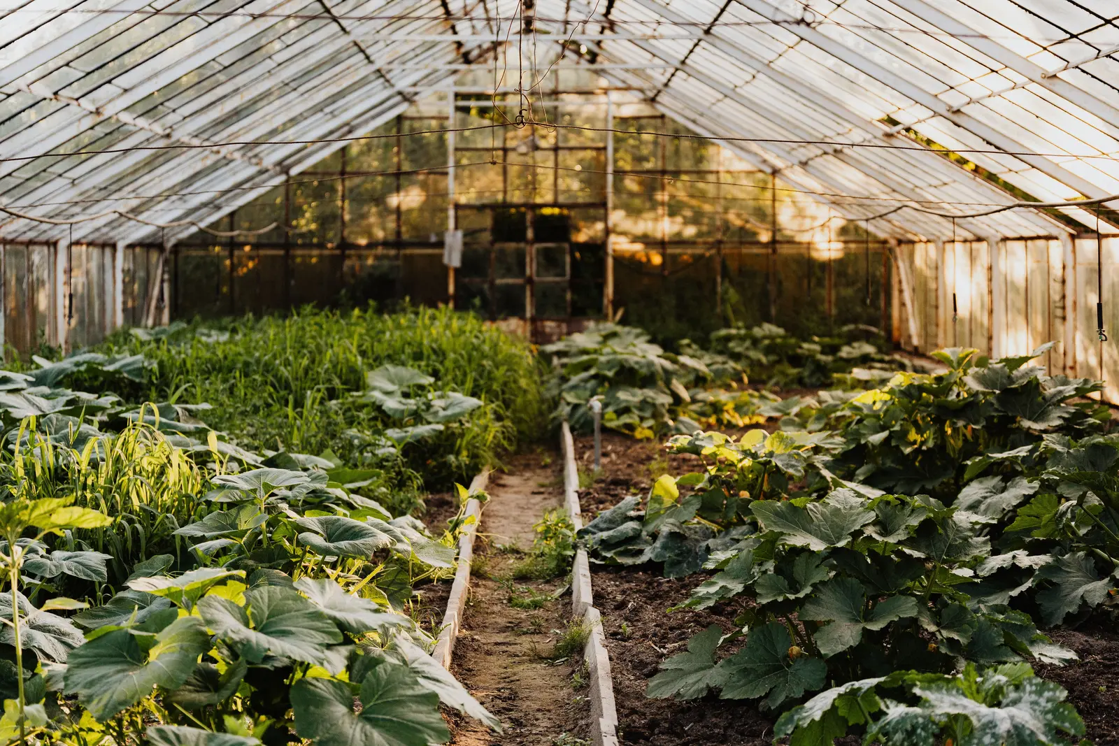 Rows of vegetables growing inside a bright greenhouse